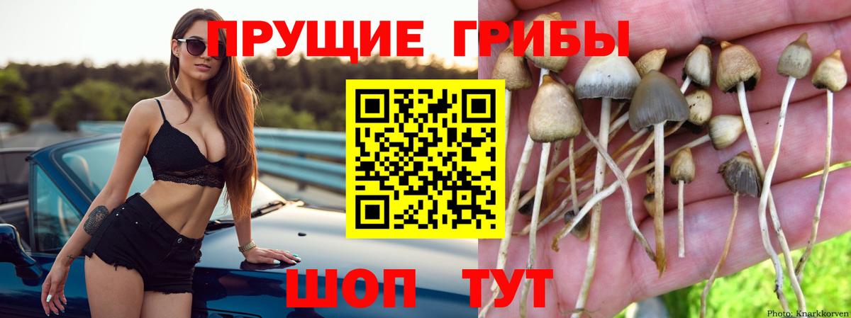 Галлюциногенные грибы Cubensis  Вход с VPN  Балашов 